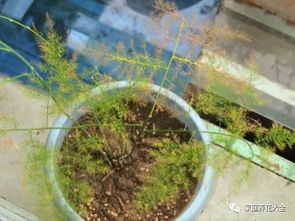 文竹茎干发黄和干蒂泛黄分别是什么原因导致的