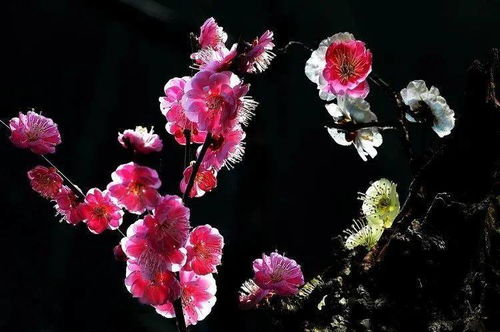 梅花肥料选择：注重“氮磷钾”平衡