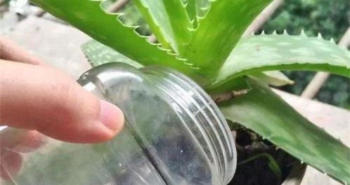 洗米水浇花，小窍门大作用