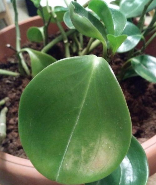 多肉植物叶片长斑是黑斑病吗？如何有效防治初恋叶片的黑斑病
