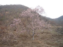 紫玉兰的生长习性