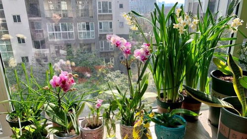 小心注意：这些花香虽好， 但也有禁忌