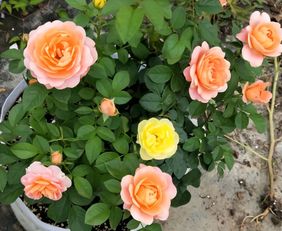 月季老桩小苗修剪小技巧， 让你家的月季梗美丽