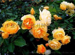 夏洛特夫人：冬季耐寒的美丽使者