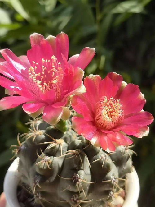 夏天什么花最艳？