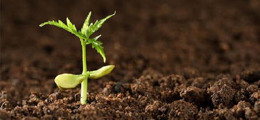 草籽的保护与成活