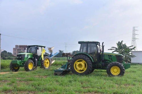 邓恩迪尔月季的种植小窍门，你get了吗？