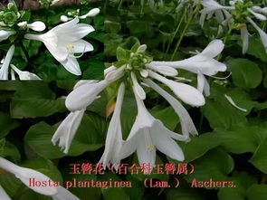 玉簪：优雅的夏日舞者