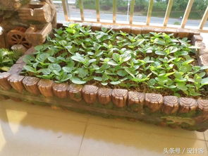 三、薰衣草，紫色小精灵，驱虫又美观
