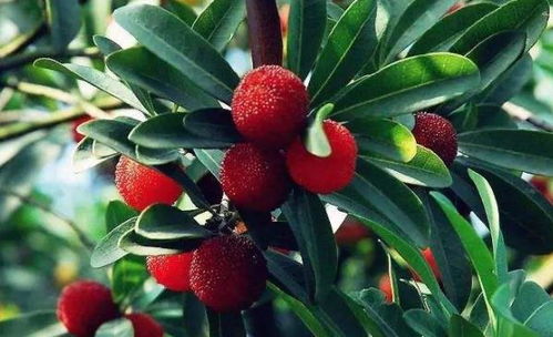 沙藏催芽黑科技