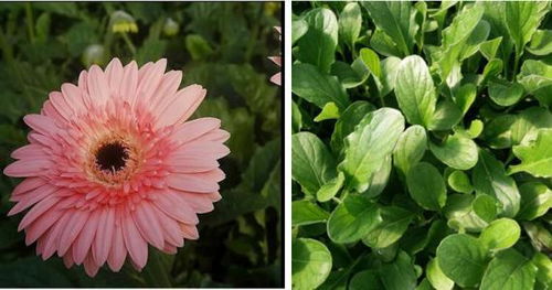 花长得太高了如何控制其高度