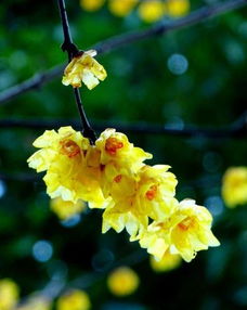 腊梅花怎么念？