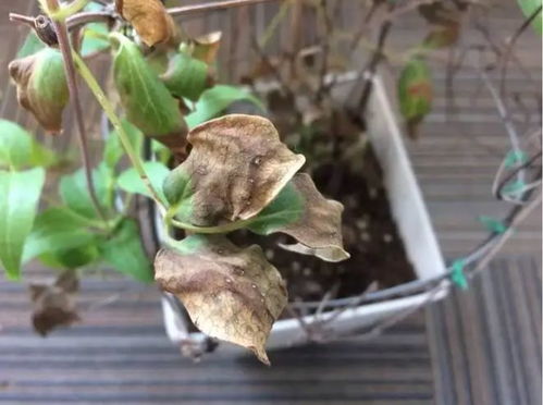 将枯萎植物浇透水，它还能复活吗