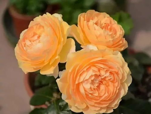 缓苗和病虫害防治， 新手必学