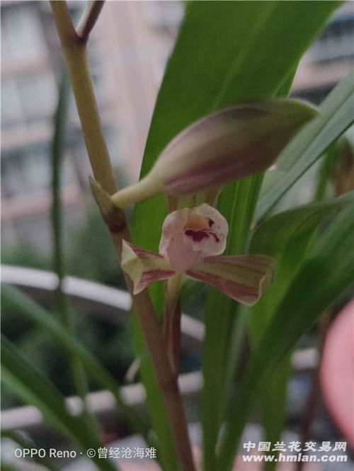 南京兰友实测， 这方法真管用