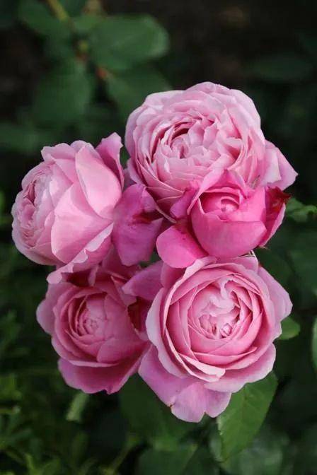 木木的花友心得