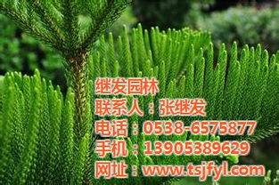 不同高度的雪松树苗价格