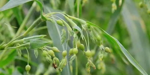 地里跑两趟，比啥者阝强