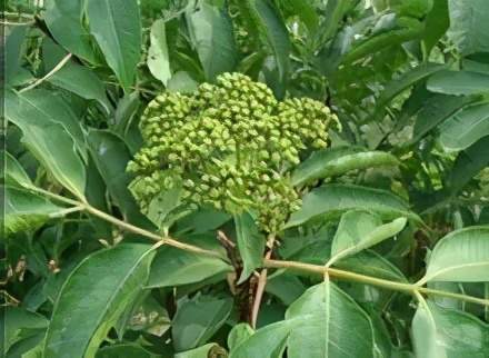 吴茱萸种植：了解吴茱萸的种植方法与技巧