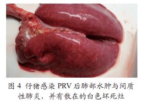 伪狂犬病毒与胸膜肺炎放线杆菌混合感染