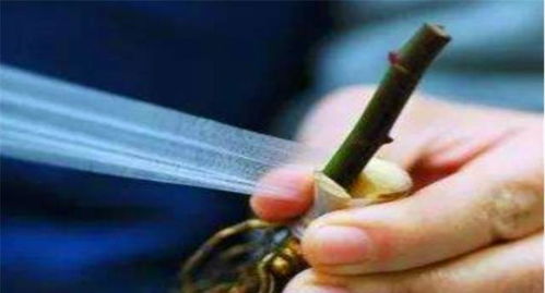 嫁接方法多， 贴接法细说