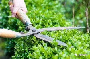 害虫是怎么悄悄来的？