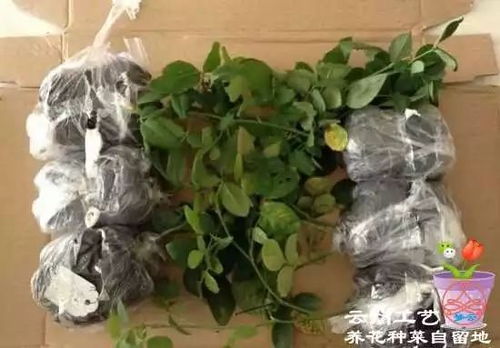 月季的乐趣：阳台党的困惑与解决