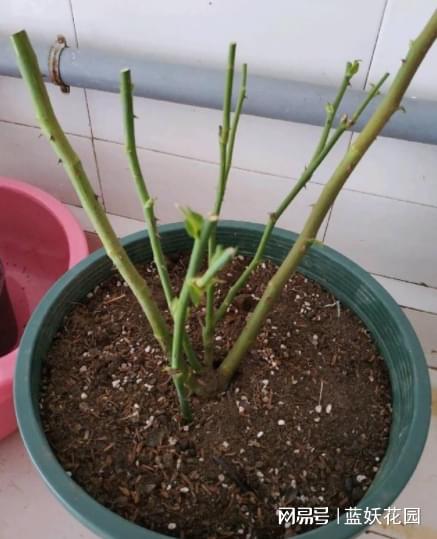 裸根小苗， 剪花是关键