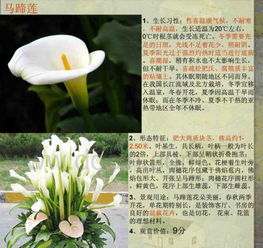 常见景观植物的特点