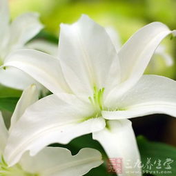 百合的多种用途， 不仅仅是助眠