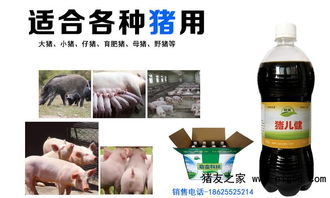 益生菌在生猪养殖中应用广泛，如何提高其效果