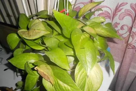 光照问题，叶子也会抗议