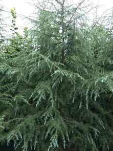 雪松种植的浇水与施肥技巧