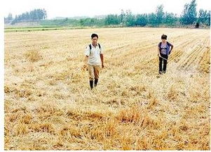 花椒幼苗除草剂的选择：哪种geng高效低毒？