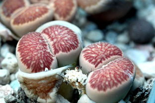 珍品菊章玉， 价值连城的花中宝