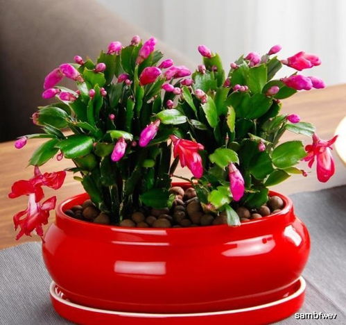 保持乐观态度， 期待蟹爪兰绽放