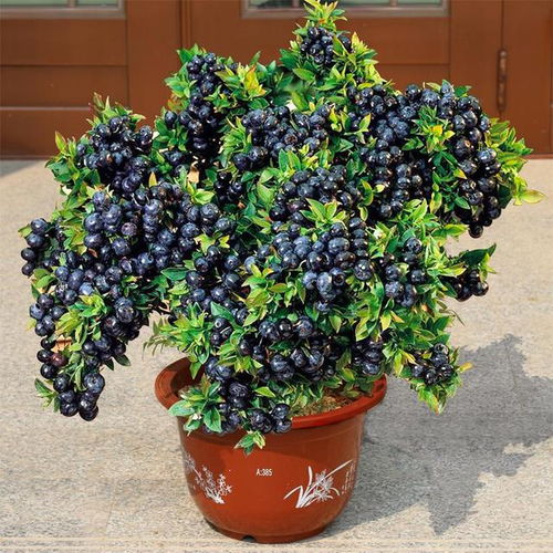 石榴的起源与习性