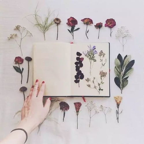 “干花之美，如何永驻