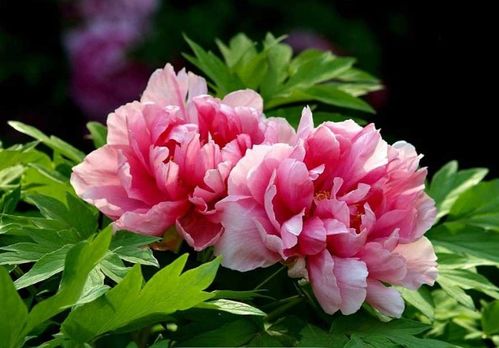 牡丹花枝为何突然干枯？