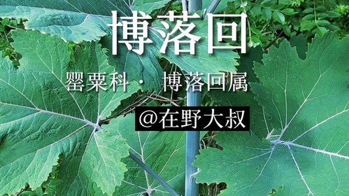 博落回种子泡水烂了怎么办？手残党如何提高80%成活率？