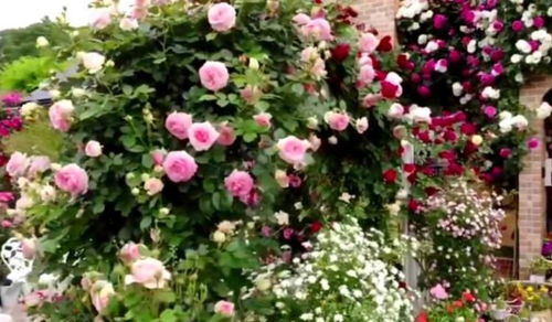 花期, 那可是个秘密