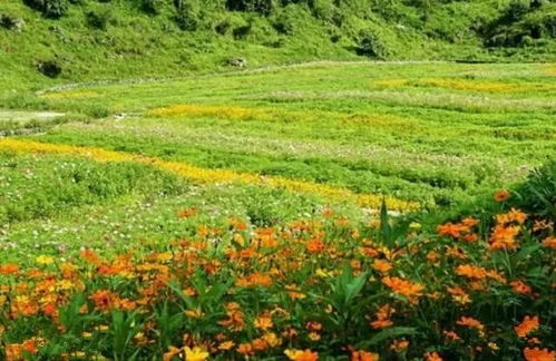 紫花苜蓿：娇贵却高贵