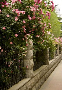 5. 光谱月季——黄红渐变，视觉焦点