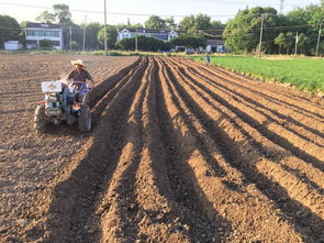 播种时间，得像算命先生一样精准