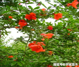 那棵开满红花的树，你认识吗？