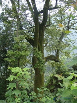 聊聊那胸径12cm的杜鹃树，它的高度和冠幅究竟几何？