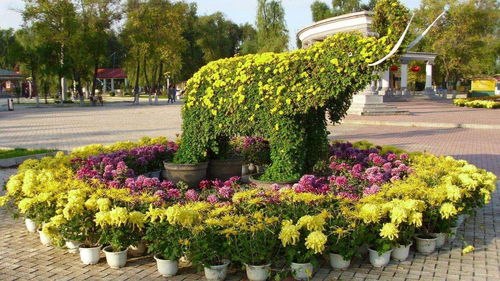 室外植物，园艺公司的秘密武器