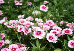 石竹：花中的“小美女”