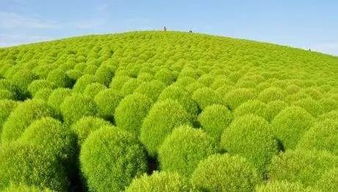 种植地肤草的真相与误区