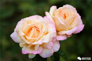 施肥， 月季的养分